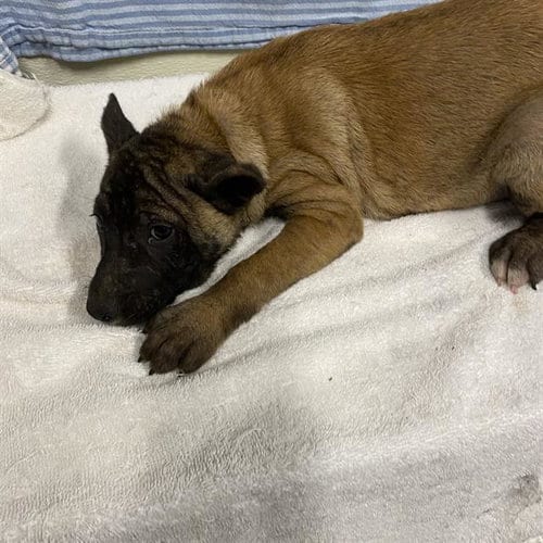 Photo of Cha Cha, adoptable Belgian Shepherd Malinois in Modesto, California