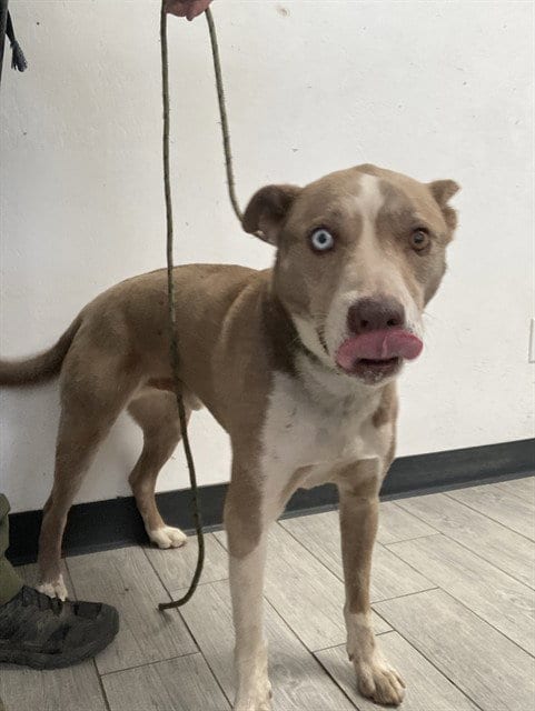 Photo of Sinatra/Twister, adoptable Pit Bull Terrier in Lake Isabella, California