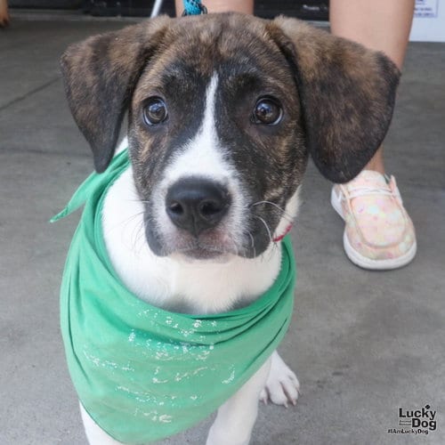 Photo of Cole, adoptable Shepherd in Washington, District of Columbia