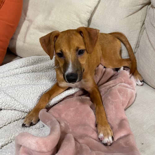 Photo of Gus, adoptable Labrador Retriever in Dallas, Texas