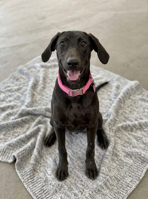 Photo of Bellini, adoptable Black Labrador Retriever in Genesee, Wisconsin