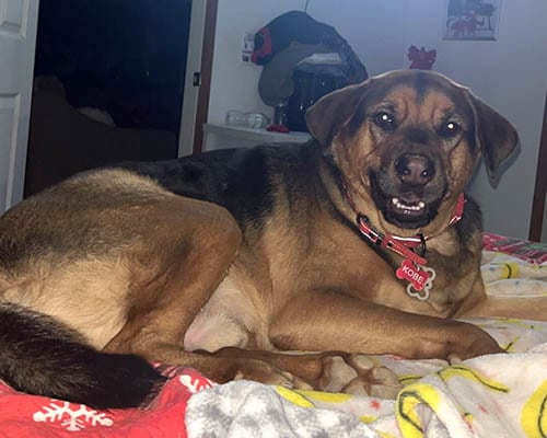 Photo of Kobe, adoptable Shepherd in Lake Wylie, South Carolina