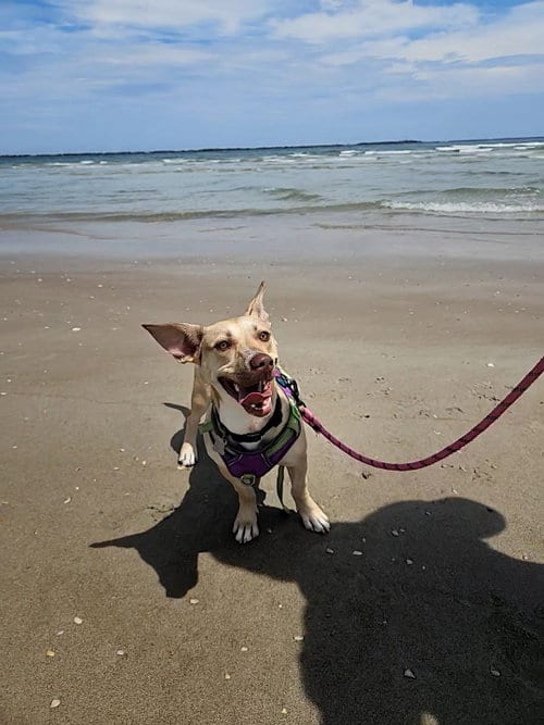 Photo of Midge Doglando Graduate, adoptable Corgi in Sanford, Florida