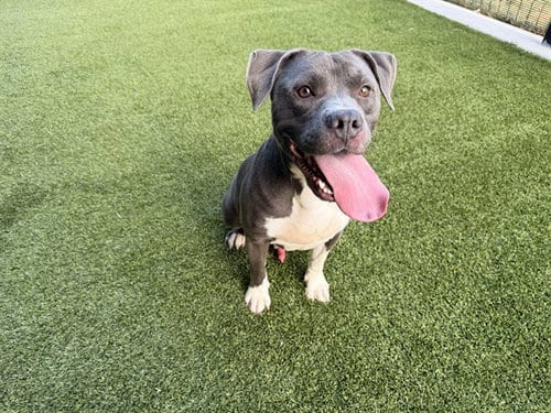 Photo of Gordito, adoptable Staffordshire Bull Terrier in Garland, Texas