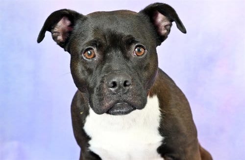 Photo of Quiney, adoptable Labrador Retriever in Ft Lauderdale, Florida