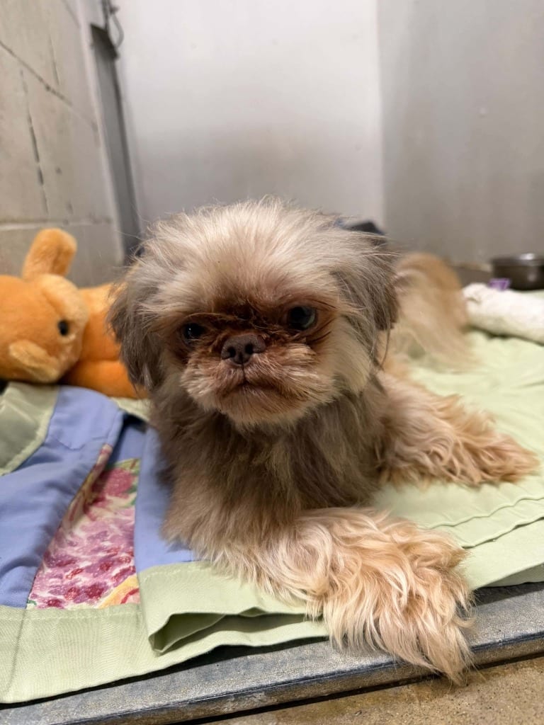 Photo of Wookiee, adoptable Mixed Breed in Greensburg, Indiana