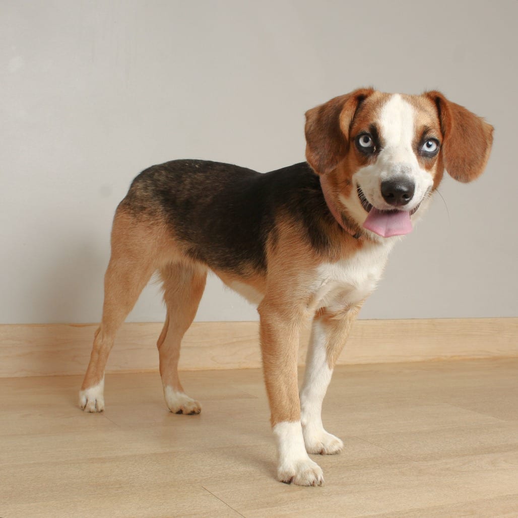 Photo of Lainey D70555, adoptable Beagle / Mixed Breed (Small) in Minnesota, Minnesota