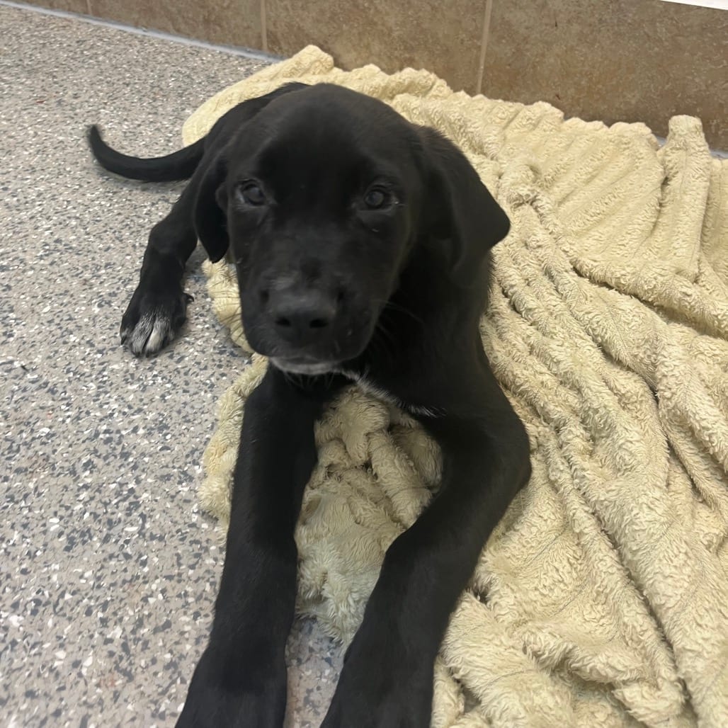 Photo of Mary, adoptable Retriever, Labrador / Mix in Kanab, Utah