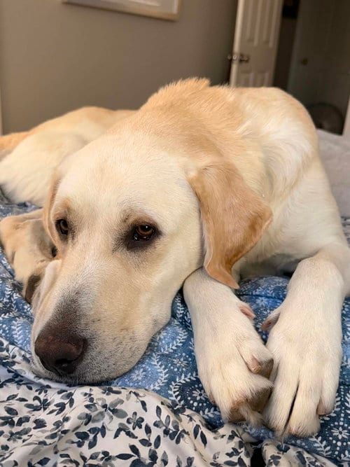 Photo of Mr. Tucker, adoptable Labrador Retriever in Sandy, Utah