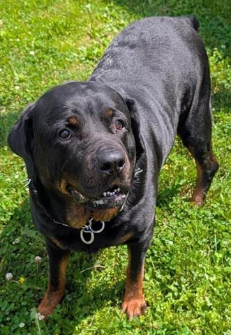 Photo of Juniper, adoptable Rottweiler in Akron, Ohio