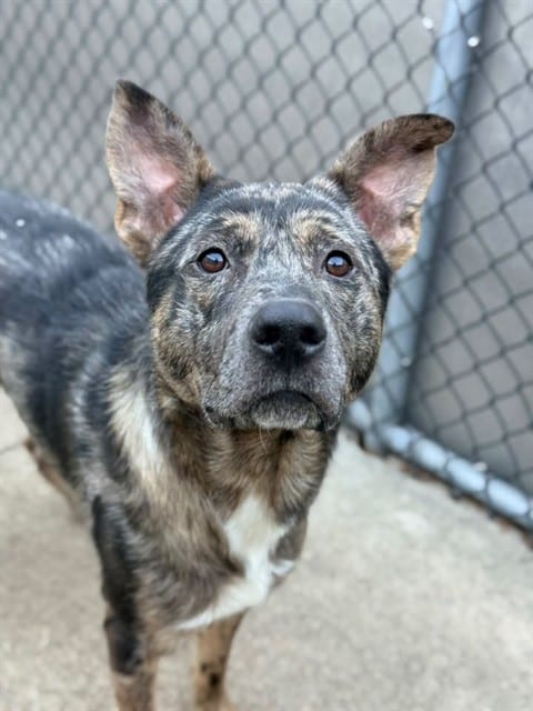 Photo of Banzai, adoptable Australian Cattle Dog in Chicago, Illinois