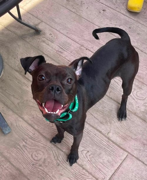 Photo of Dolly, adoptable Pit Bull Terrier in Rochester, New York
