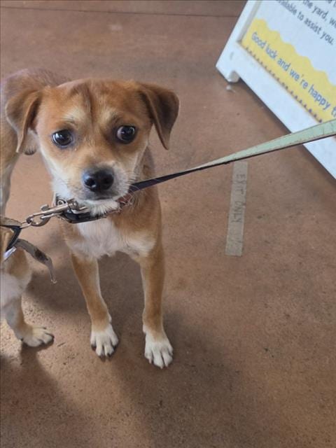 Photo of Chopper, adoptable Chihuahua in Van Nuys, California