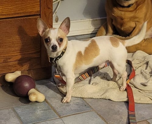 Photo of Nacho, adoptable Chihuahua in Dublin, Ohio