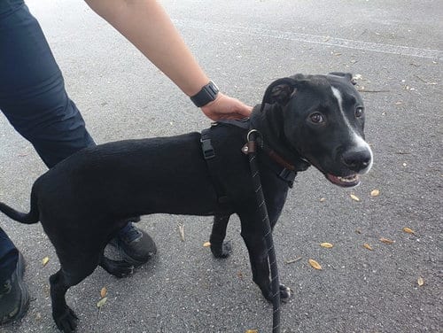 Photo of Woofer, adoptable American Staffordshire Terrier in Fort Lauderdale, Florida