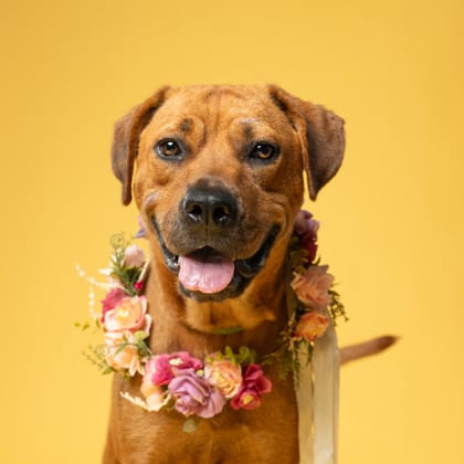 Photo of Dapple, adoptable dog in Atlanta, Georgia