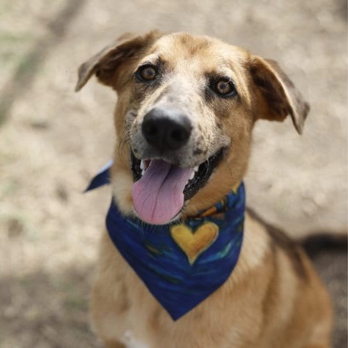 Photo of Thomas, adoptable German Shepherd Dog in San Antonio, Texas