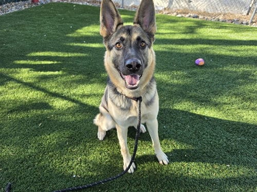 Photo of Chase, adoptable German Shepherd Dog in Antioch, California