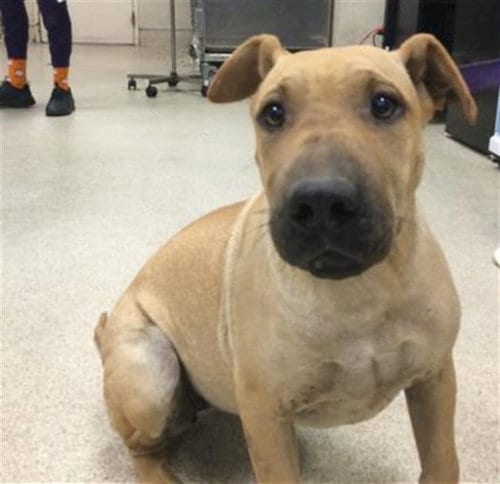 Photo of Lois, adoptable Chinese Shar-Pei in Riverside, California