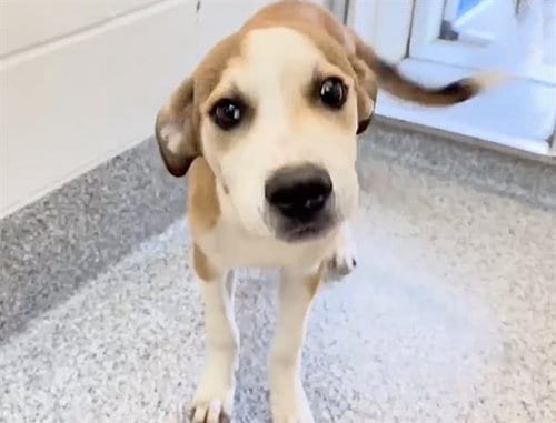 Photo of Leo, adoptable Catahoula Leopard Dog in Houston, Texas