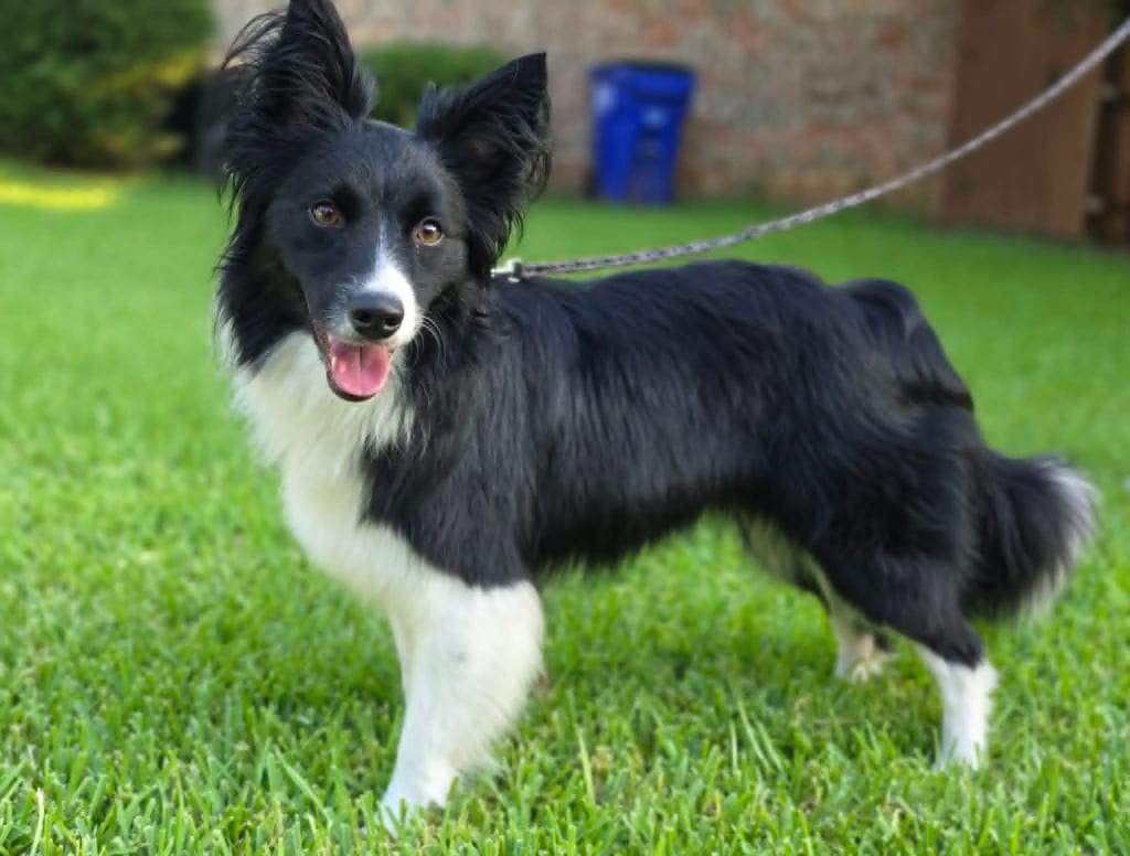 Photo of Willow, adoptable Border Collie in Texas
