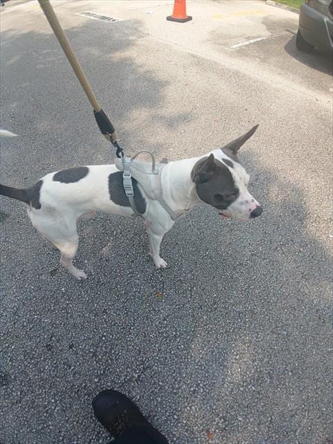 Photo of Porter, adoptable American Staffordshire Terrier in Fort Lauderdale, Florida