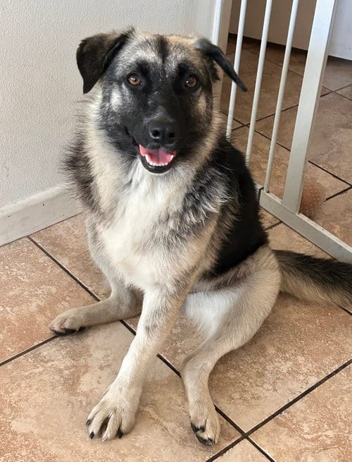 Photo of Macy (tripod), adoptable Shepherd in Newport Beach, California