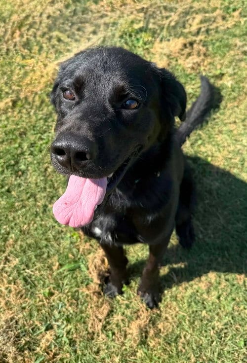 Photo of Rook, adoptable Labrador Retriever in Evansville, Indiana