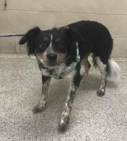 Photo of A432548, adoptable Australian Shepherd in Conroe, Texas