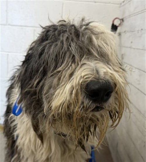 Photo of Steve, adoptable Old English Sheepdog in San Bernardino, California