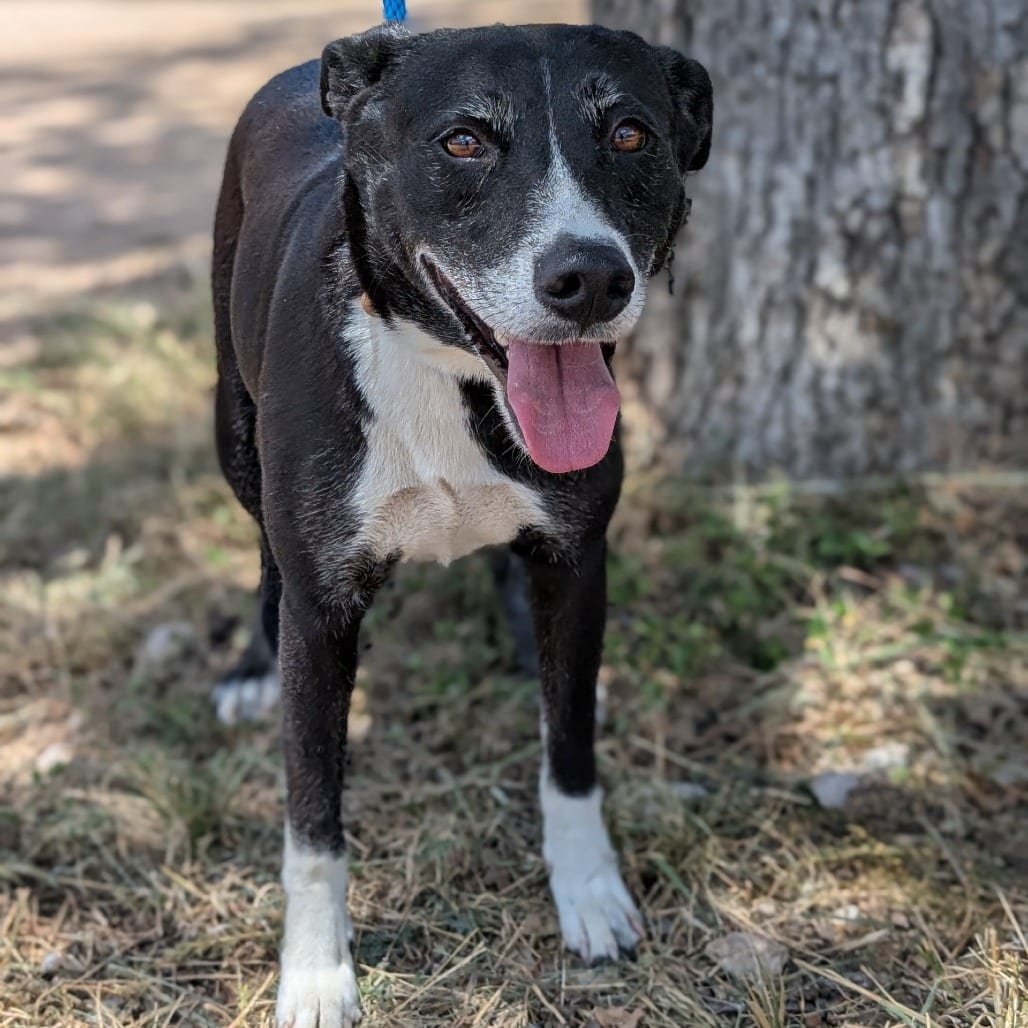 Photo of Tootles, adoptable Collie, Border / Mixed Breed (Medium) in Houston, Texas