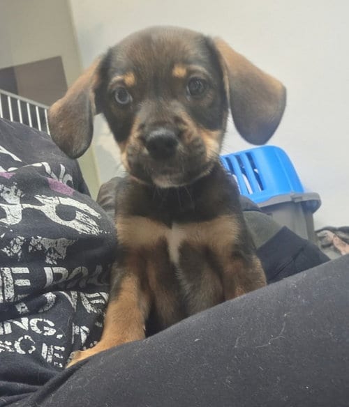 Photo of Darla, adoptable Rottweiler in Walnutport, Pennsylvania