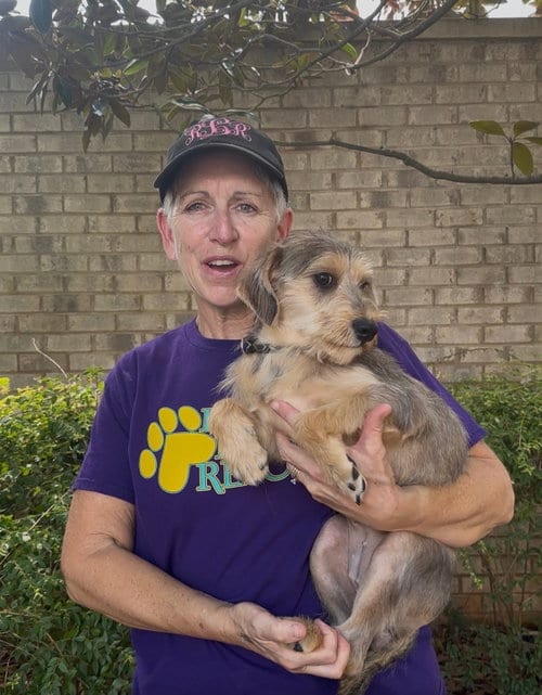 Photo of Lilith, adoptable Yorkshire Terrier Yorkie in Thomasville, North Carolina