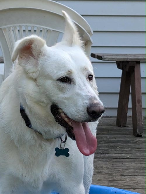 Photo of Winnie, adoptable Husky in Plainfield, Illinois