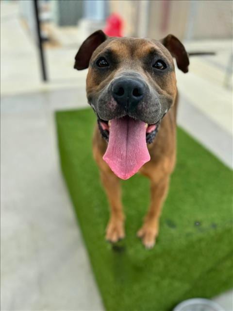 Photo of Millie, adoptable Pit Bull Terrier in Lacombe, Louisiana