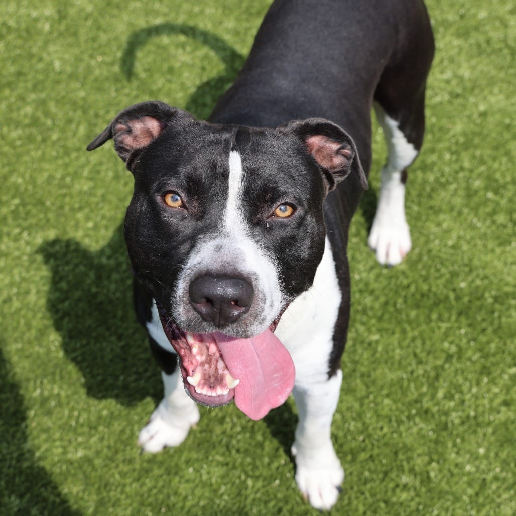 Photo of Shout, adoptable Terrier, American Pit Bull in Spartanburg, South Carolina