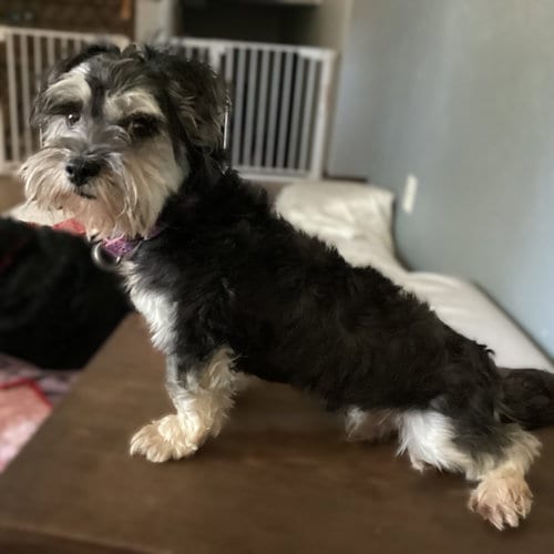 Photo of Reeve, adoptable Yorkshire Terrier Yorkie in Fargo, North Dakota