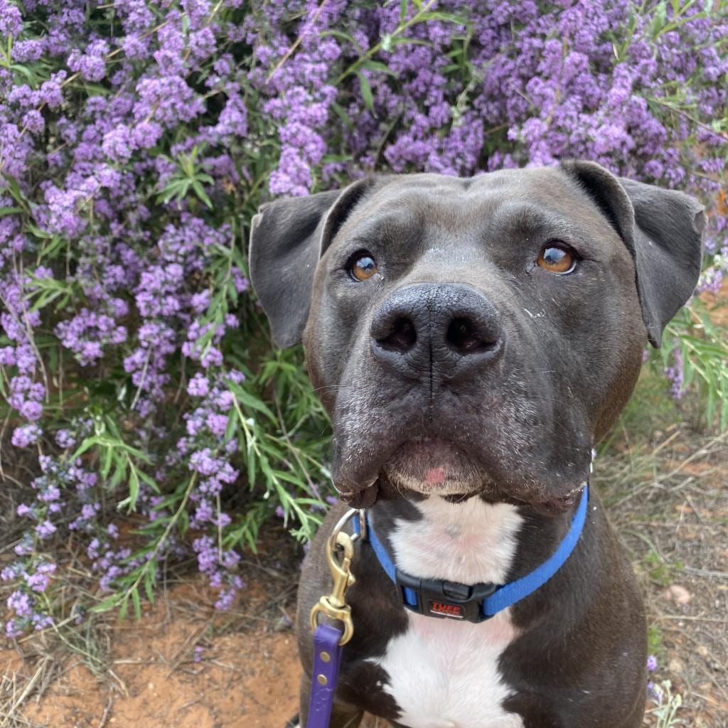 Photo of Higgins, adoptable Terrier, American Pit Bull / Mix in Kanab, Utah