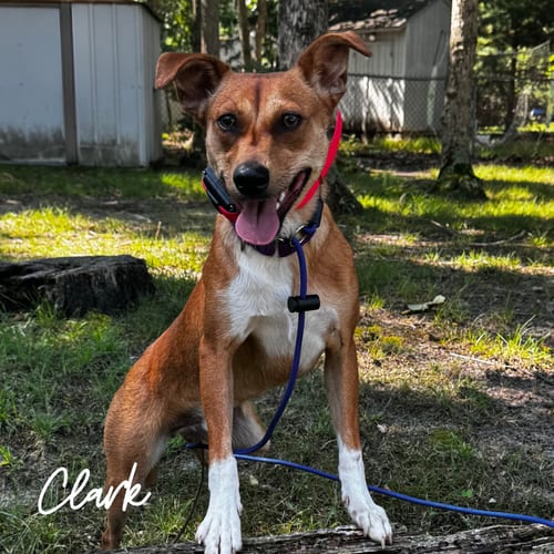Photo of Clark, adoptable Unknown breed (short coat) in Newfield, New Jersey