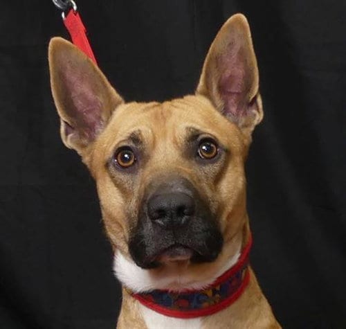 Photo of Weco, adoptable Belgian Shepherd Malinois in Ukiah, California