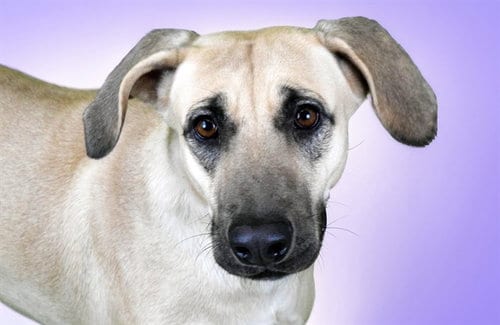 Photo of Arena, adoptable Labrador Retriever in Ft Lauderdale, Florida