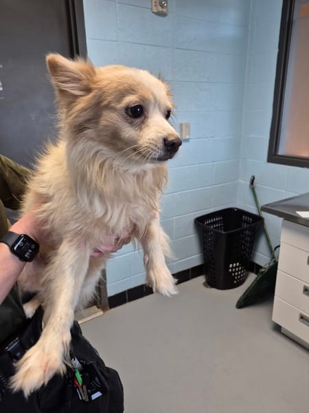 Photo of Omen, adoptable Pomeranian cross in Lawrenceville, Georgia