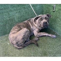Photo of Dexter, adoptable Mastiff in Lancaster, California