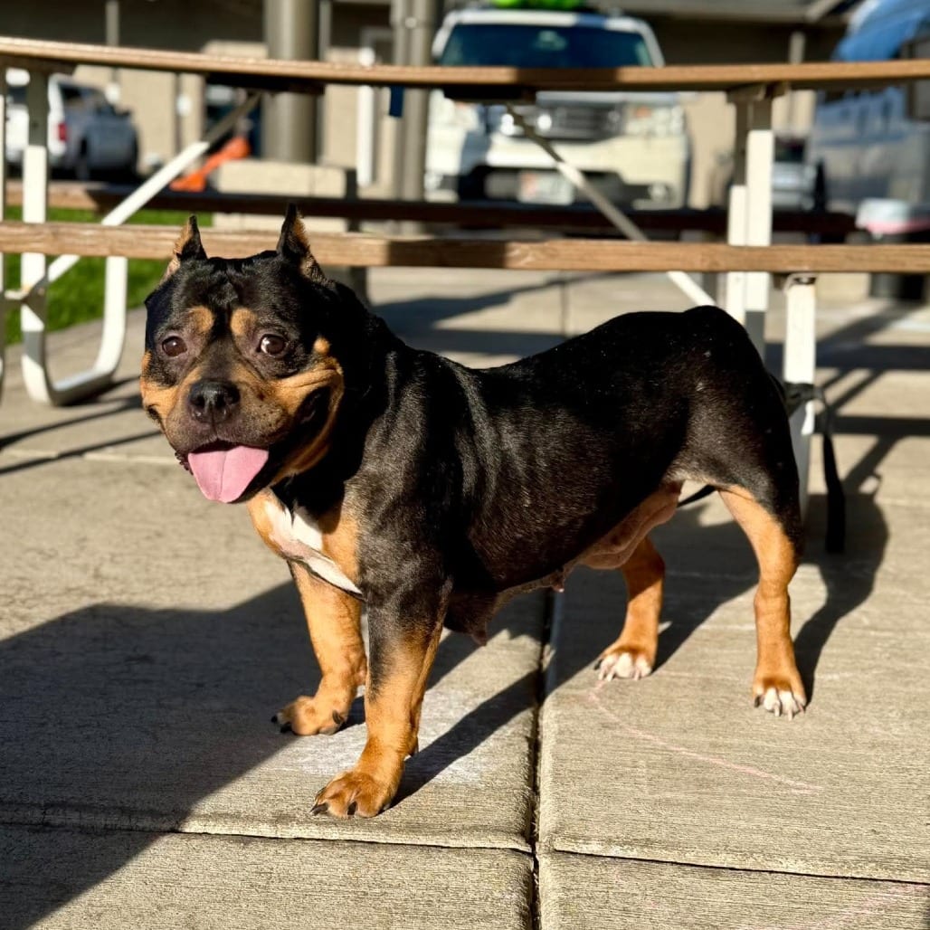 Photo of Miss Mona Stangley, adoptable Terrier, Pit Bull in Bend, Oregon