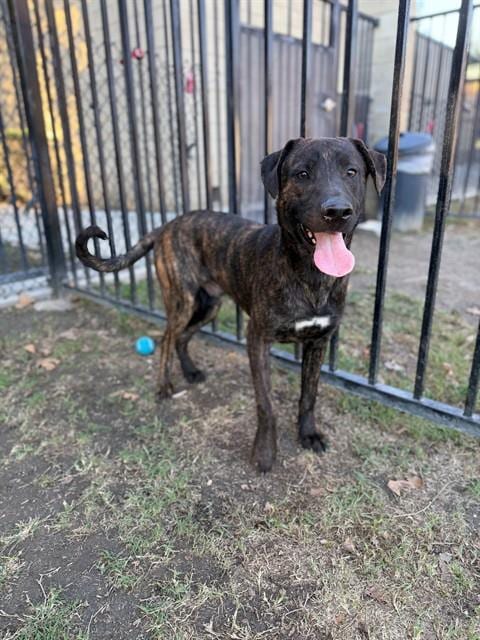 Photo of Ramon, adoptable Labrador Retriever in Riverside, California
