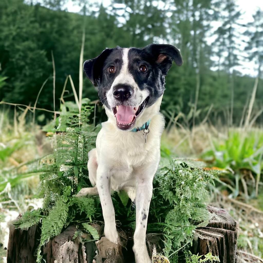 Photo of Skipper, adoptable Mixed Breed in Texas
