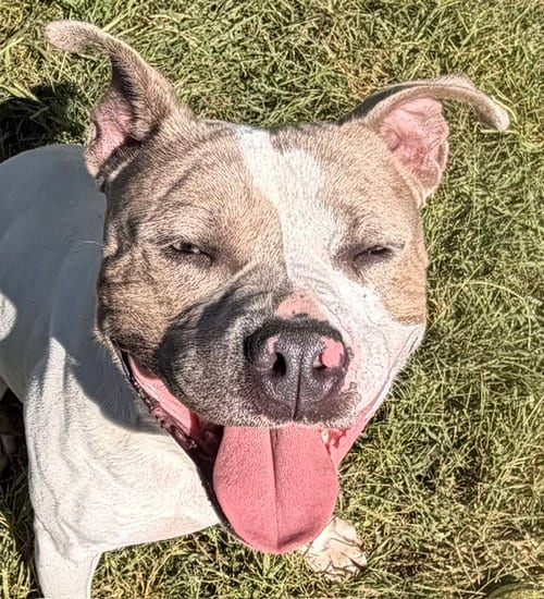 Photo of Turbo, adoptable American Pit Bull Terrier in Carrollton, Georgia