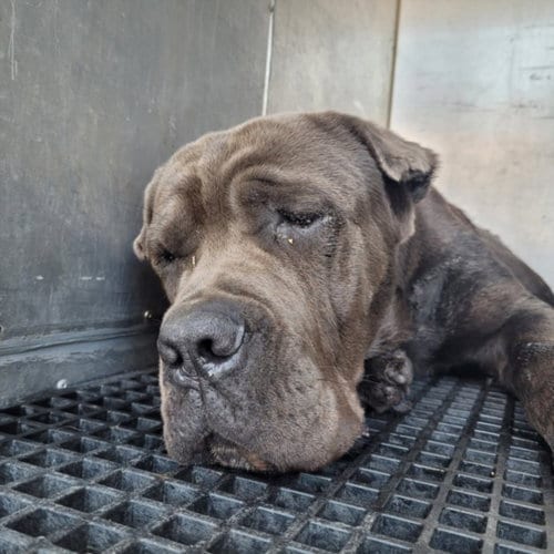 Photo of Cinco, adoptable Cane Corso Mastiff in Los Angeles, California