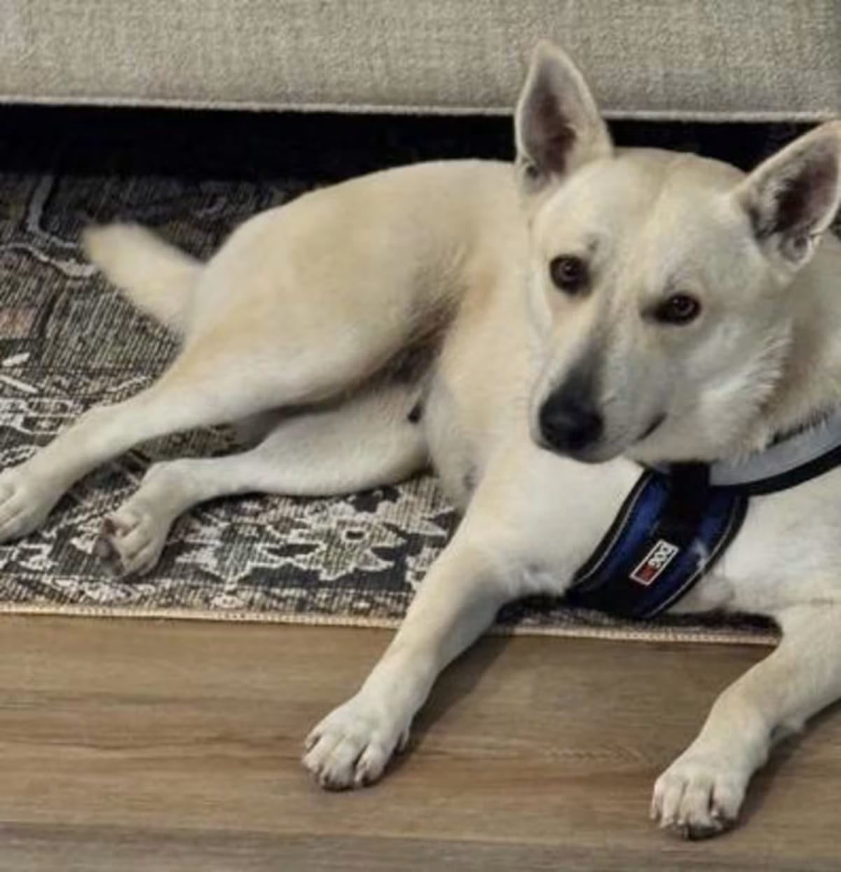 Photo of Lucy Lou, adoptable Carolina Dog in Colorado Springs, Colorado
