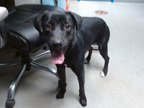Photo of Trixie, adoptable Labrador Retriever in Albuquerque, New Mexico
